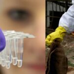 La OMS confirma el primer caso humano de gripe aviar en Australia en una niña de dos años