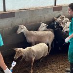 Vacunación contra la lengua azul para ovejas y bovinos