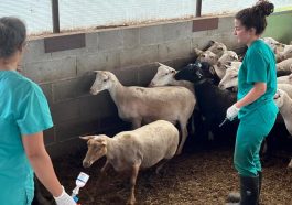 Vacunación contra la lengua azul para ovejas y bovinos