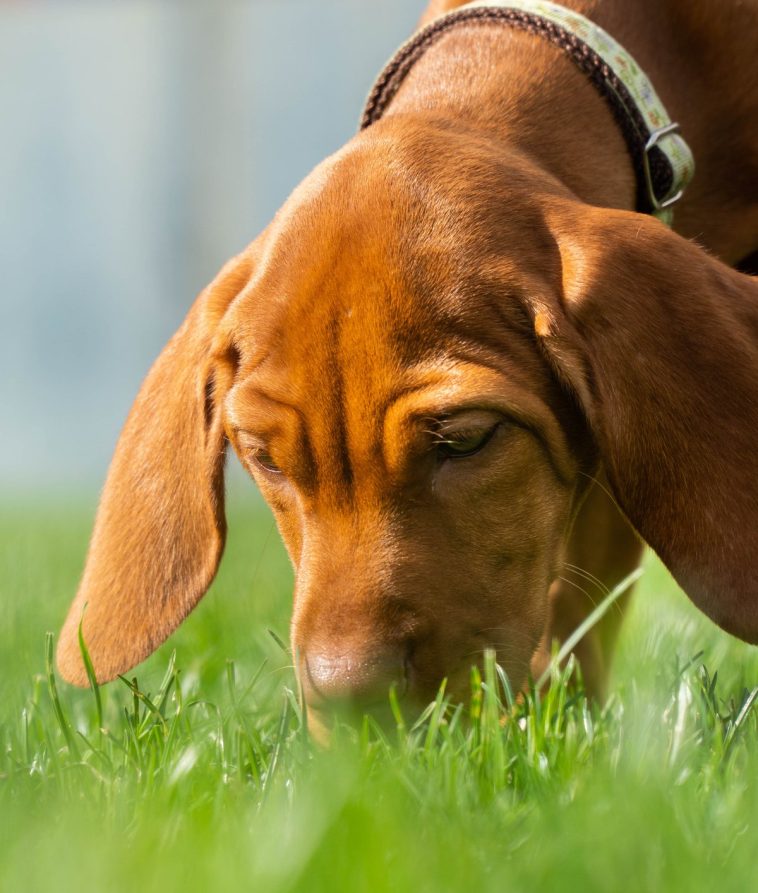 Cães deveriam farejar tudo durante seus passeios e a ciência explica o motivo