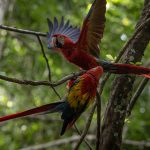 Fotografía de guacamayas rojas, criadas en cautiverio en la selva maya de Laguna del Tigre (Petén). (Foto Prensa Libre: EFE)