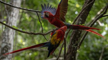 Fotografía de guacamayas rojas, criadas en cautiverio en la selva maya de Laguna del Tigre (Petén). (Foto Prensa Libre: EFE)