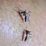 En el Ministerio de Salud, entómologos se encargan del estudio de evolución del zancudo Aedes Aegipty, transmisor del virus del Zika, Chikunguya y el Dengue.

Foto: Edwin Berciá        05-02-2016