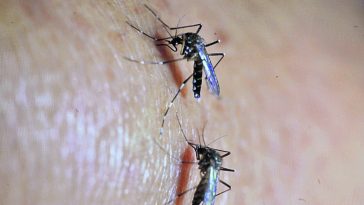 En el Ministerio de Salud, entómologos se encargan del estudio de evolución del zancudo Aedes Aegipty, transmisor del virus del Zika, Chikunguya y el Dengue.

Foto: Edwin Berciá        05-02-2016