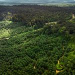 La ingeniosa propuesta para convertir a los árboles en accionistas y cuidarlos de la deforestación