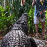 Cassius: crocodilo gigante de mais de 120 anos morre na Austrália