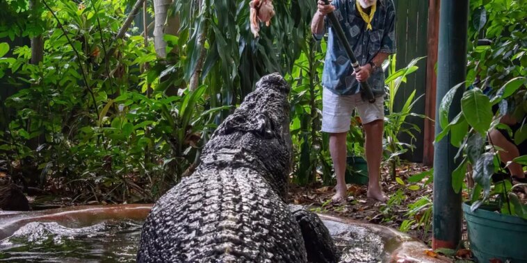 Cassius: crocodilo gigante de mais de 120 anos morre na Austrália