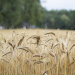 Global crop yields keep rising but challenges loom, says study