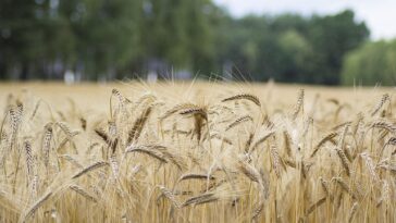 Global crop yields keep rising but challenges loom, says study