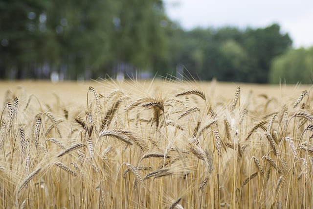 Global crop yields keep rising but challenges loom, says study