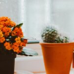 Las plantas de interior con flores ideales para noviembre: crecen rápido y no requieren muchos cuidados