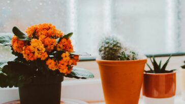 Las plantas de interior con flores ideales para noviembre: crecen rápido y no requieren muchos cuidados