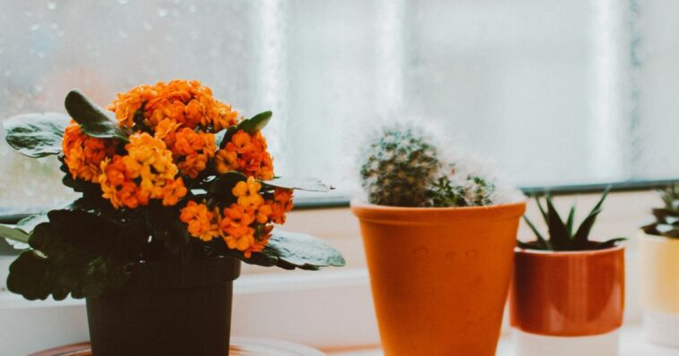 Las plantas de interior con flores ideales para noviembre: crecen rápido y no requieren muchos cuidados