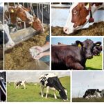 Retailers and dairy farmers unite to combat methane emissions