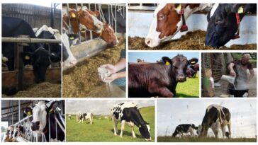 Retailers and dairy farmers unite to combat methane emissions