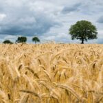 Global food yields show steady growth over sixty years