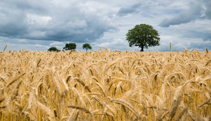 Global food yields show steady growth over sixty years