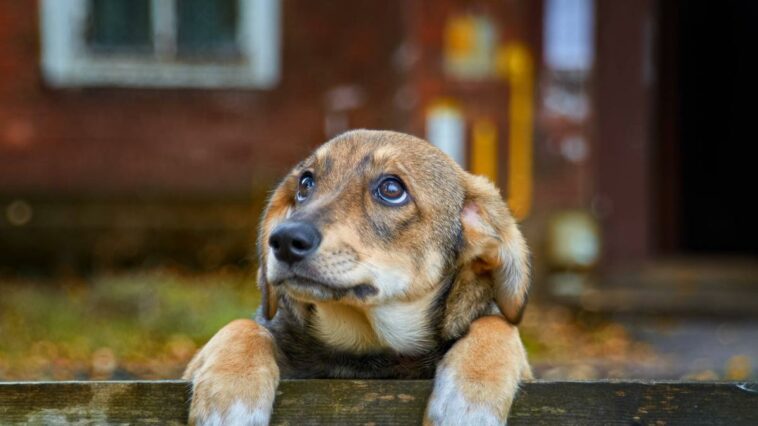 California: lo que debe saber sobre la gripe aviar que afecta a las mascotas, según expertos