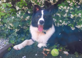 Lucky, el perro robado en Navata, en el jardín de su casa